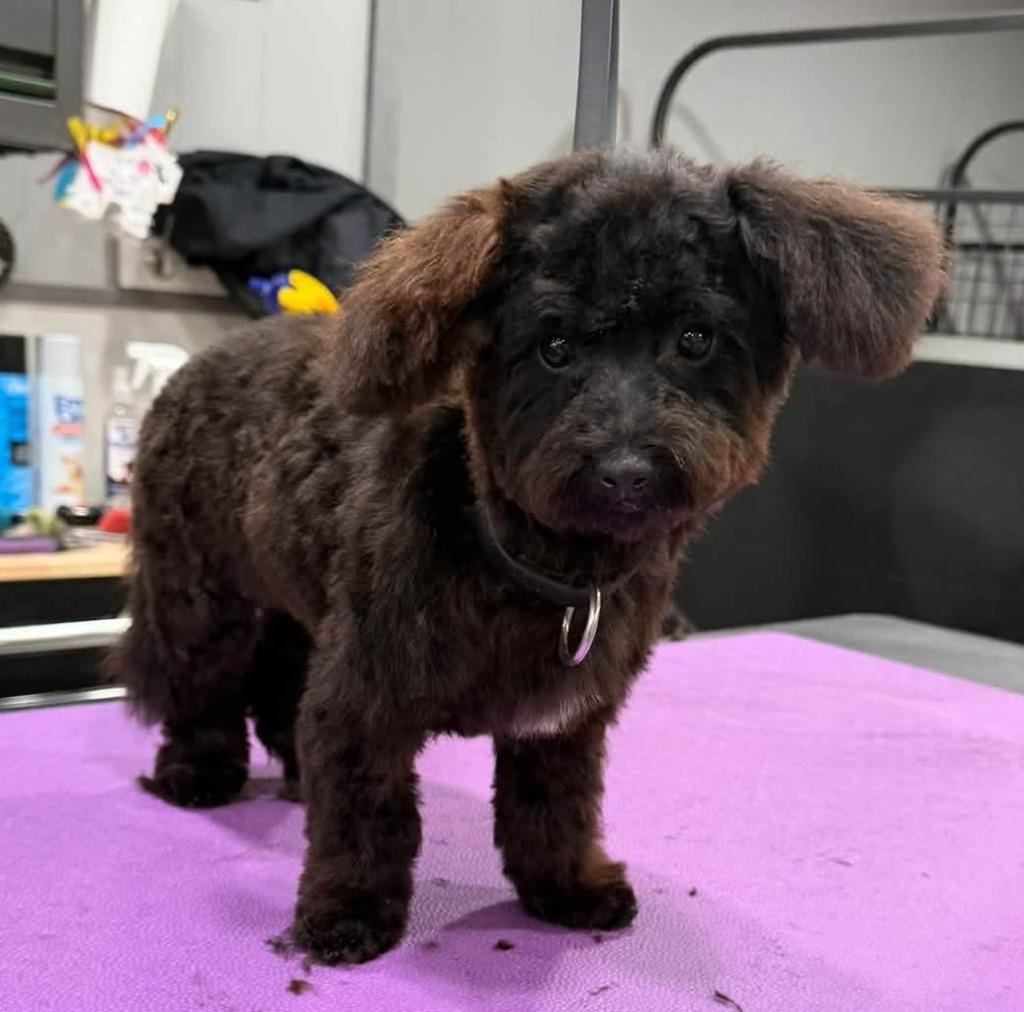 Peanut, Adoptable, Puppy Male Poodle.