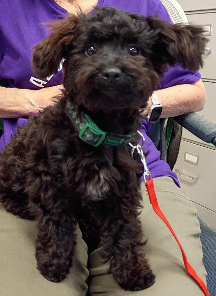 Enlarge Peanut, a Adoptable Poodle in Rockford, IL image 2/2