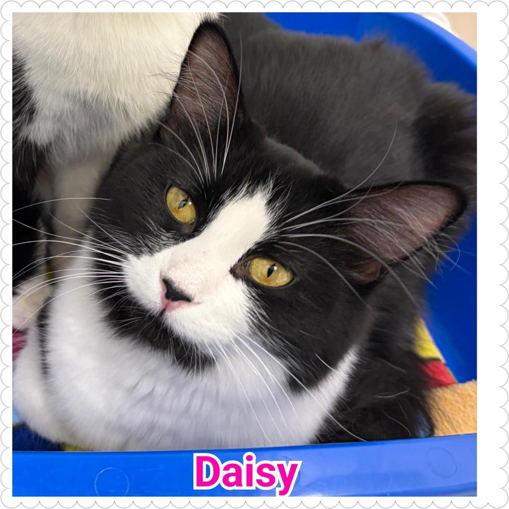Enlarge Daisy, a Adoptable mixed breed in North Saint Paul, MN image 3/3