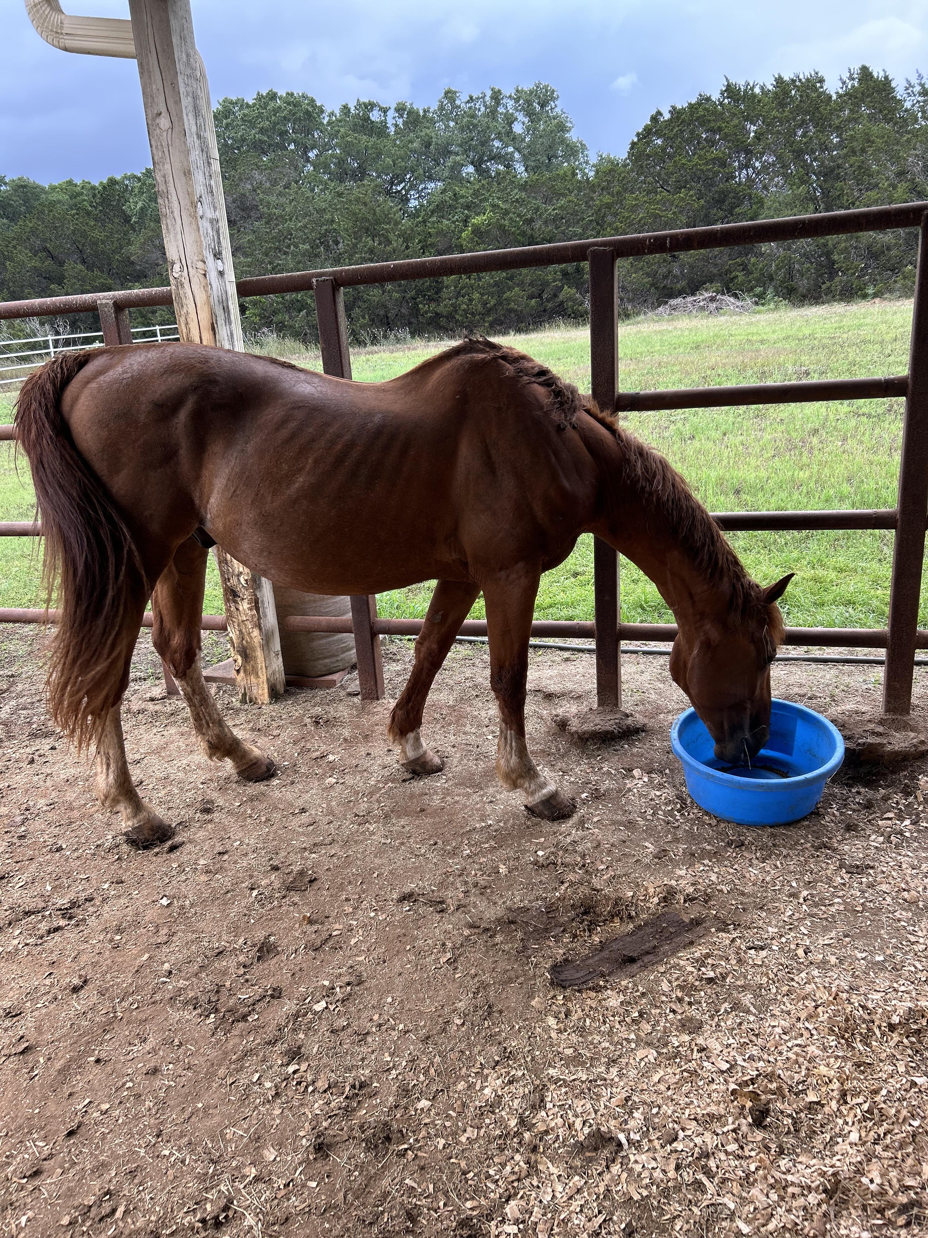 Gallant, Adopted, Adult Male Quarterhorse.