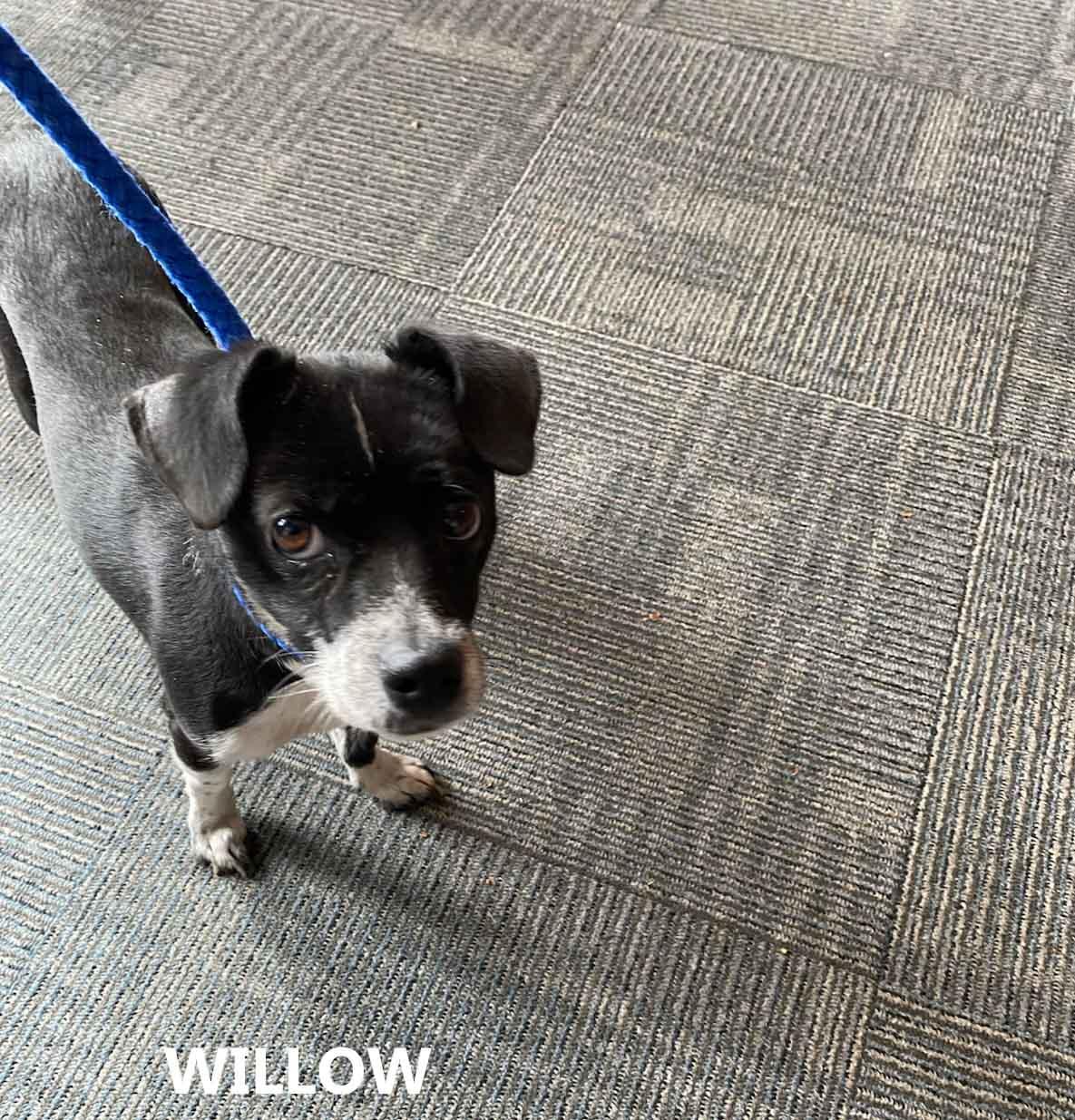 Enlarge Willow, a ADOPTABLE mixed breed in Washington, GA image 3/5