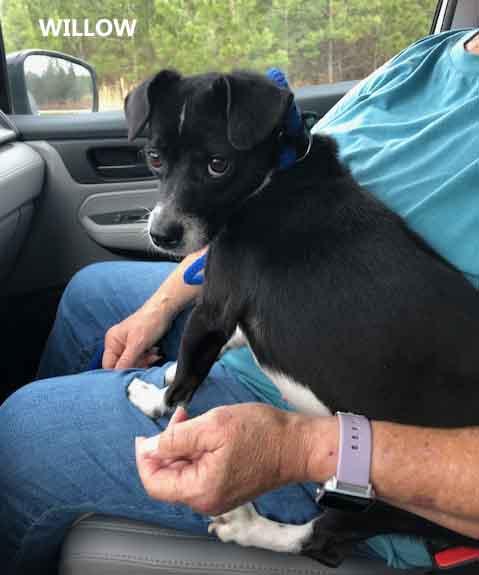 Enlarge Willow, a ADOPTABLE mixed breed in Washington, GA image 2/5
