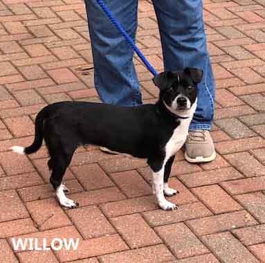 Willow, ADOPTABLE, Adult Female Chihuahua & Jack Russell Terrier.