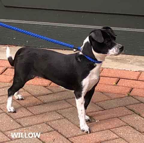 Enlarge Willow, a ADOPTABLE mixed breed in Washington, GA image 5/5