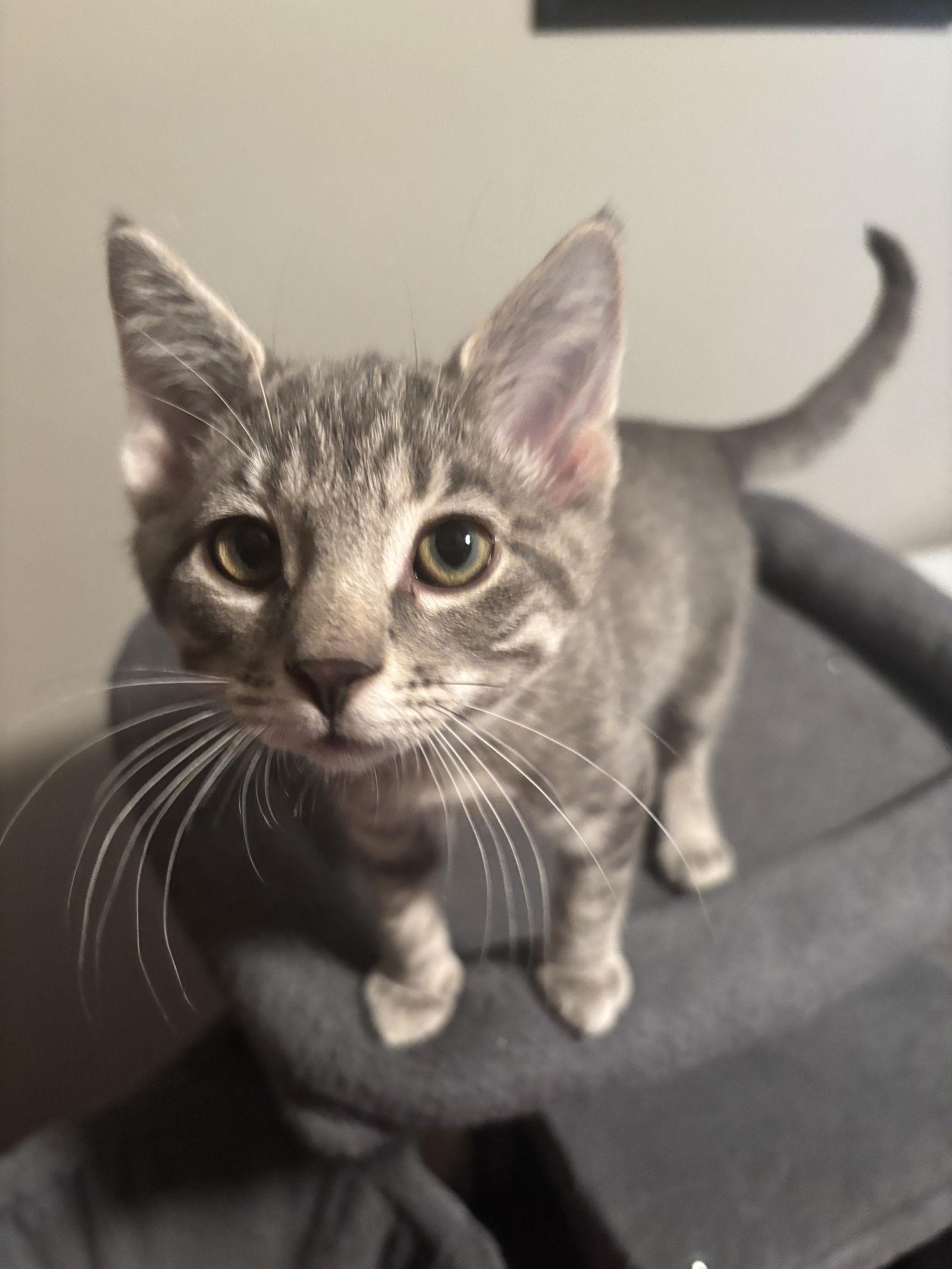 Linus, a Adopted Domestic Short Hair in Cincinnati, OH image 1/3