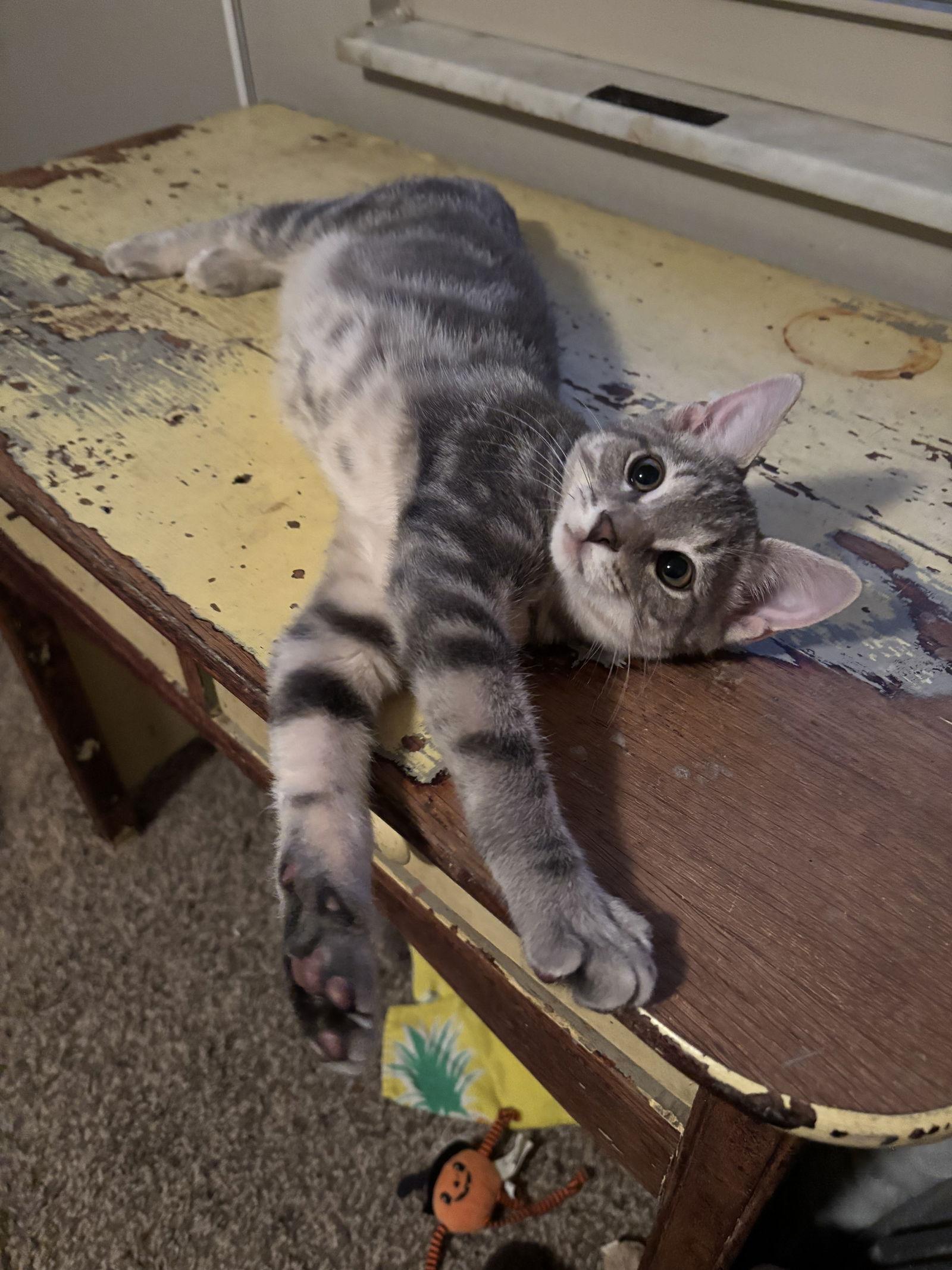 Linus, a Adopted Domestic Short Hair in Cincinnati, OH image 2/3