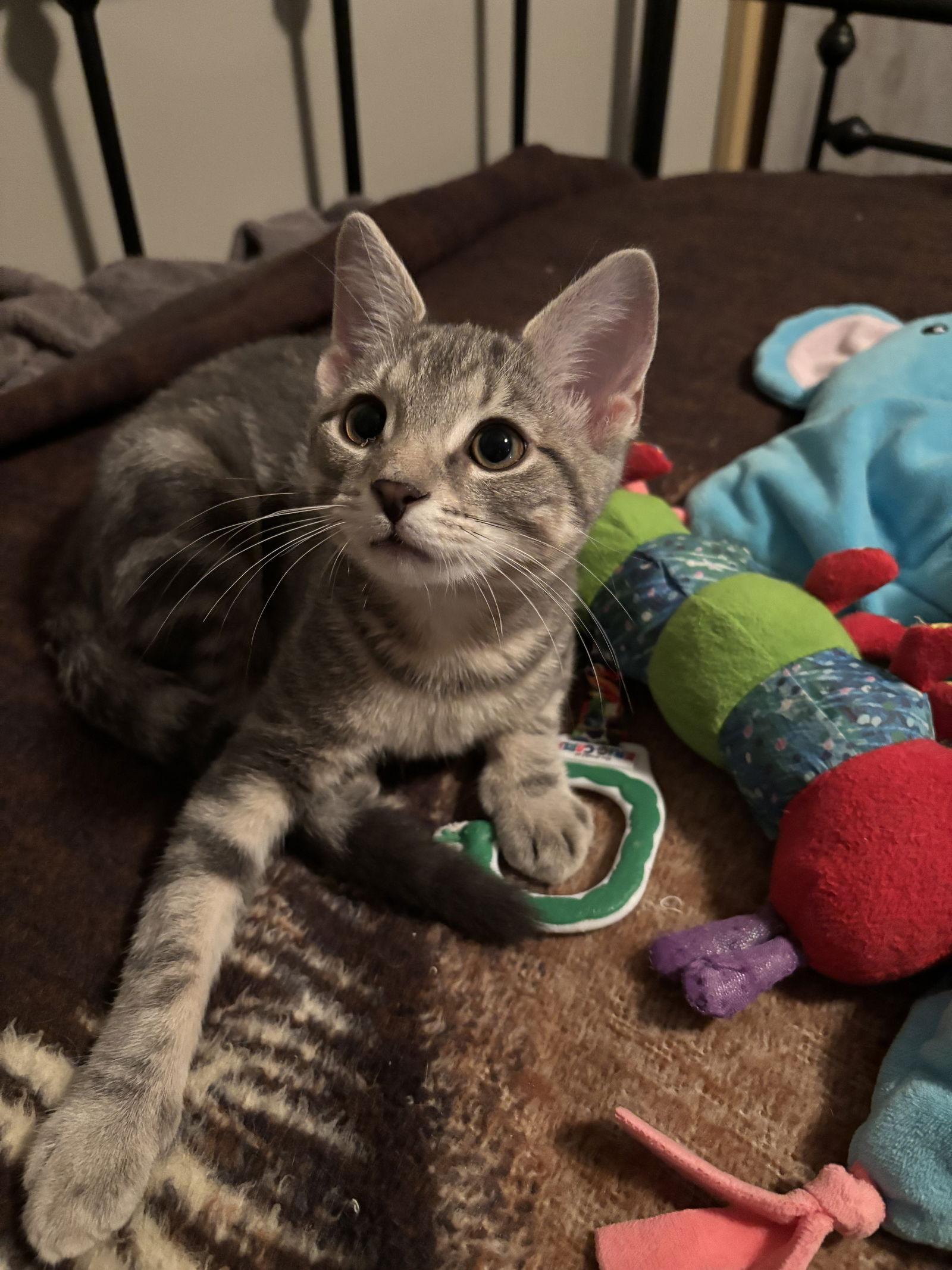 Linus, a Adopted Domestic Short Hair in Cincinnati, OH image 3/3