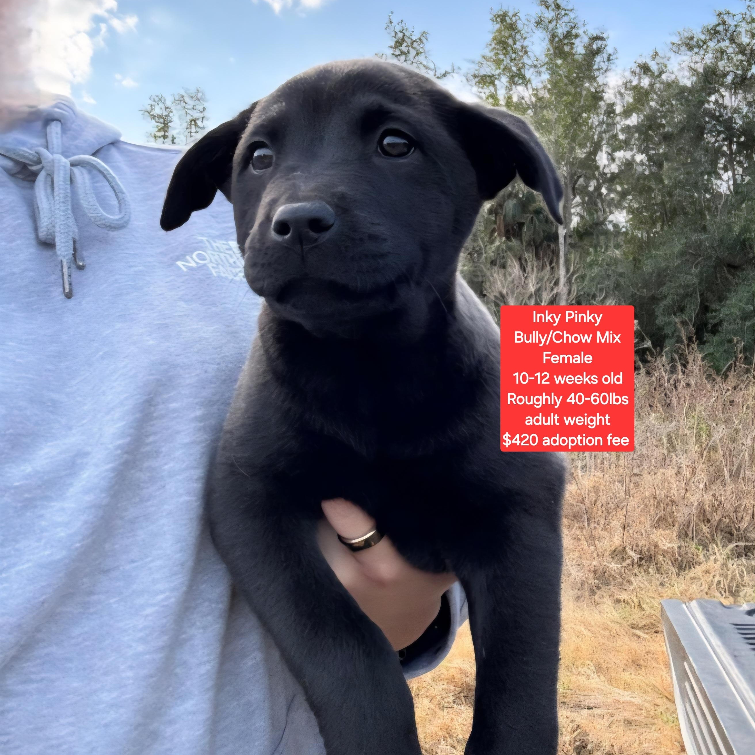 Inky Pinky, ADOPTABLE, Puppy Female American Bully & Chow Chow.