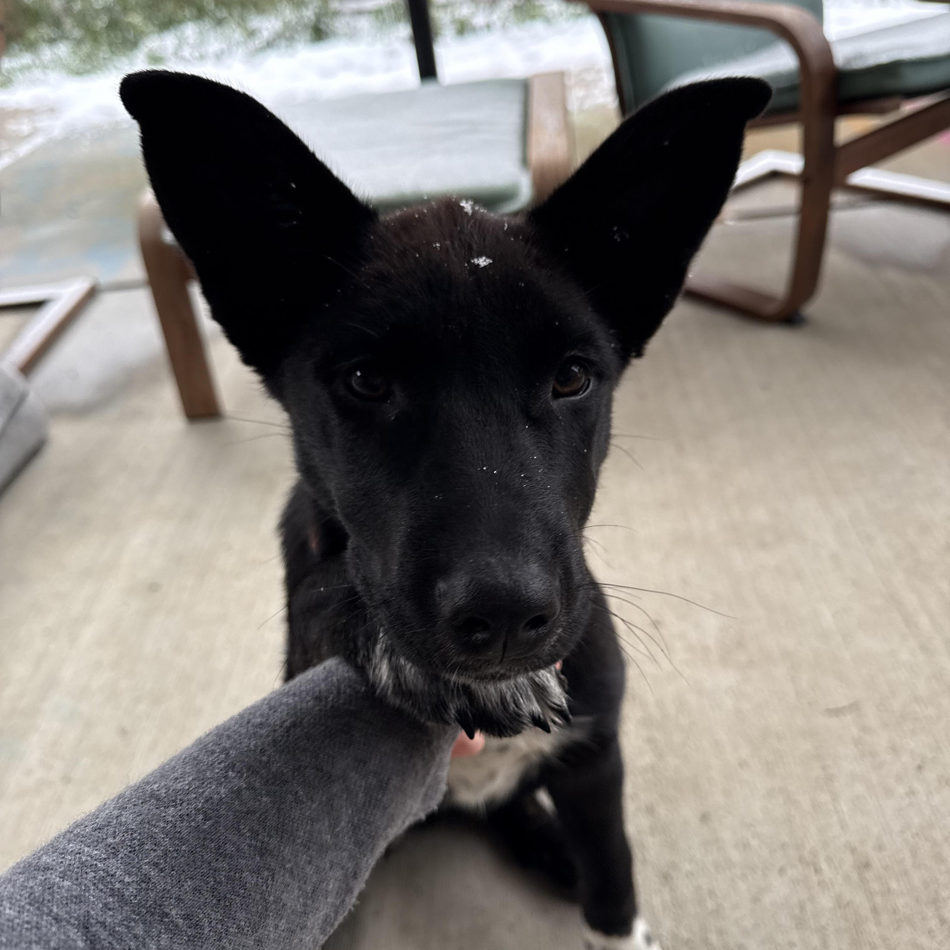Opal, an adopted mixed breed in Sheridan, WY image 2/2