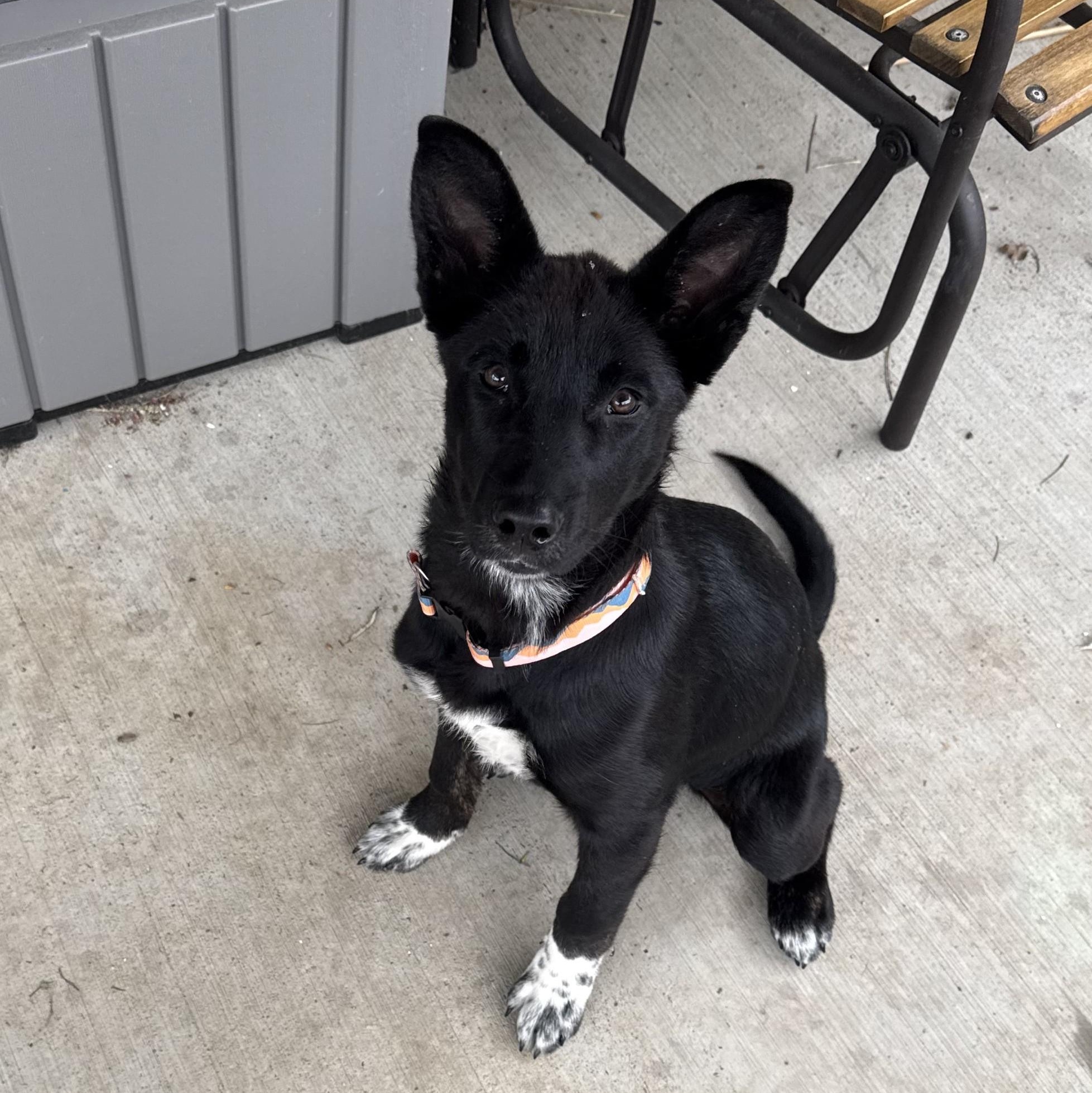 Opal, an adopted mixed breed in Sheridan, WY image 1/2