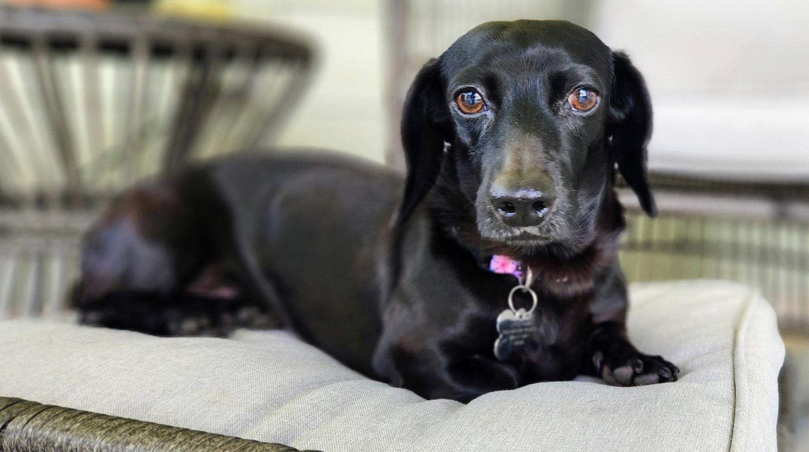 Enlarge Pearl4, a Adopted Dachshund in West Columbia, SC image 2/3