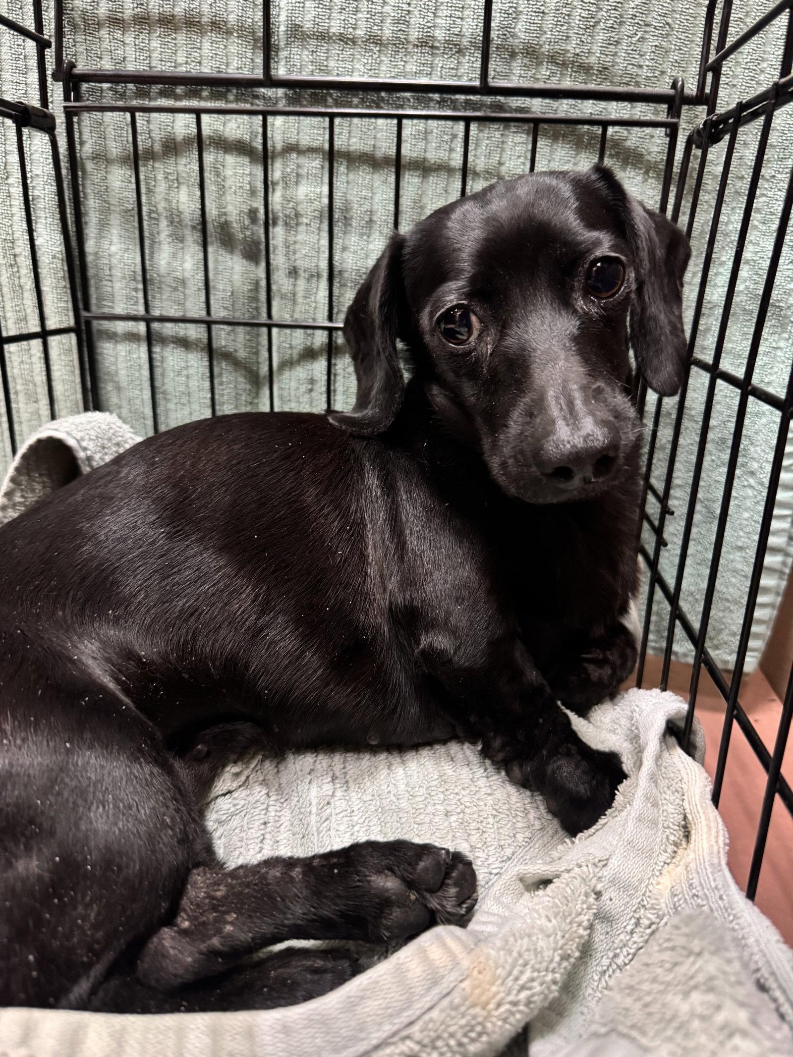 Enlarge Pearl4, a Adopted Dachshund in West Columbia, SC image 3/3