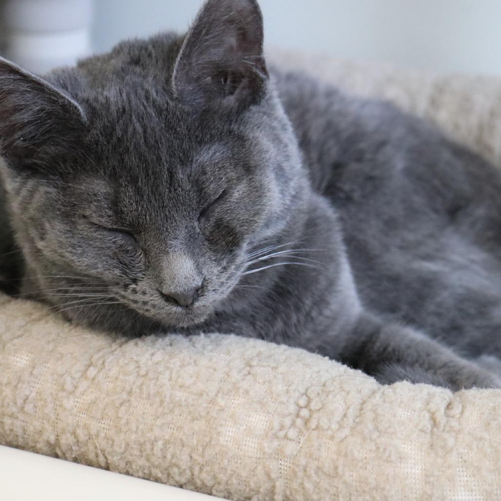 Scrappy, Adoptable, Adult Female Domestic Short Hair.