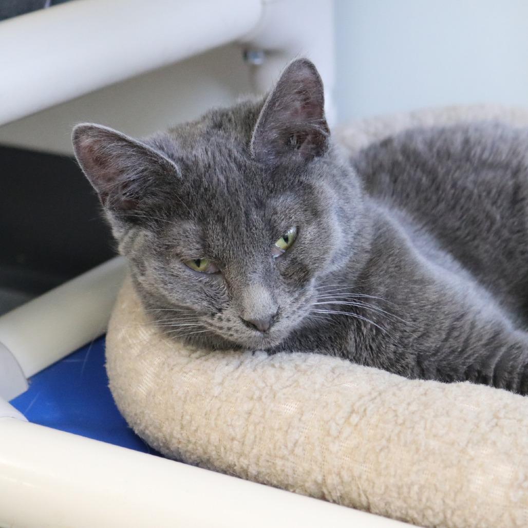 Enlarge Scrappy, a Adoptable Domestic Short Hair in Saint Cloud, MN image 2/6