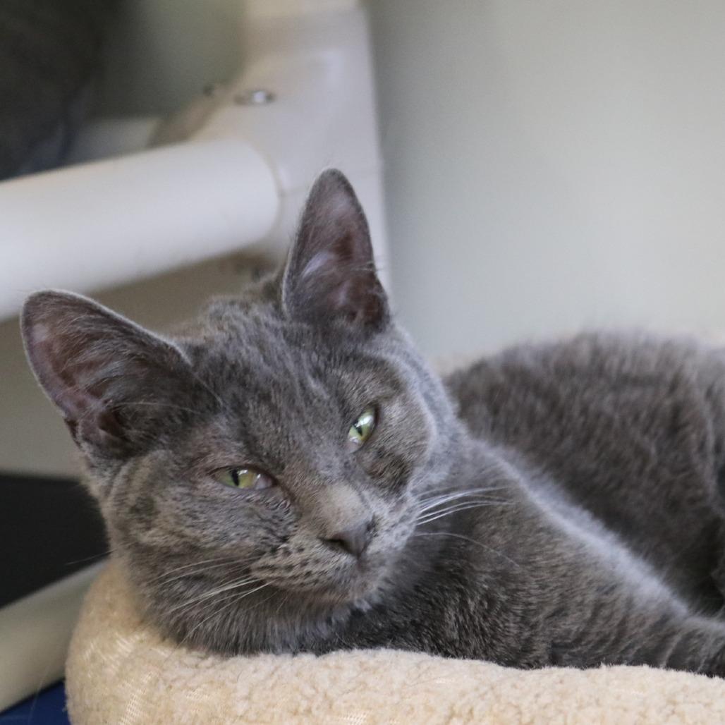 Enlarge Scrappy, a Adoptable Domestic Short Hair in Saint Cloud, MN image 3/6