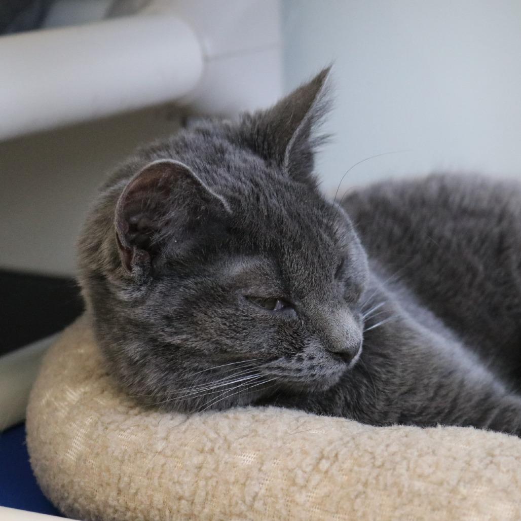 Enlarge Scrappy, a Adoptable Domestic Short Hair in Saint Cloud, MN image 4/6