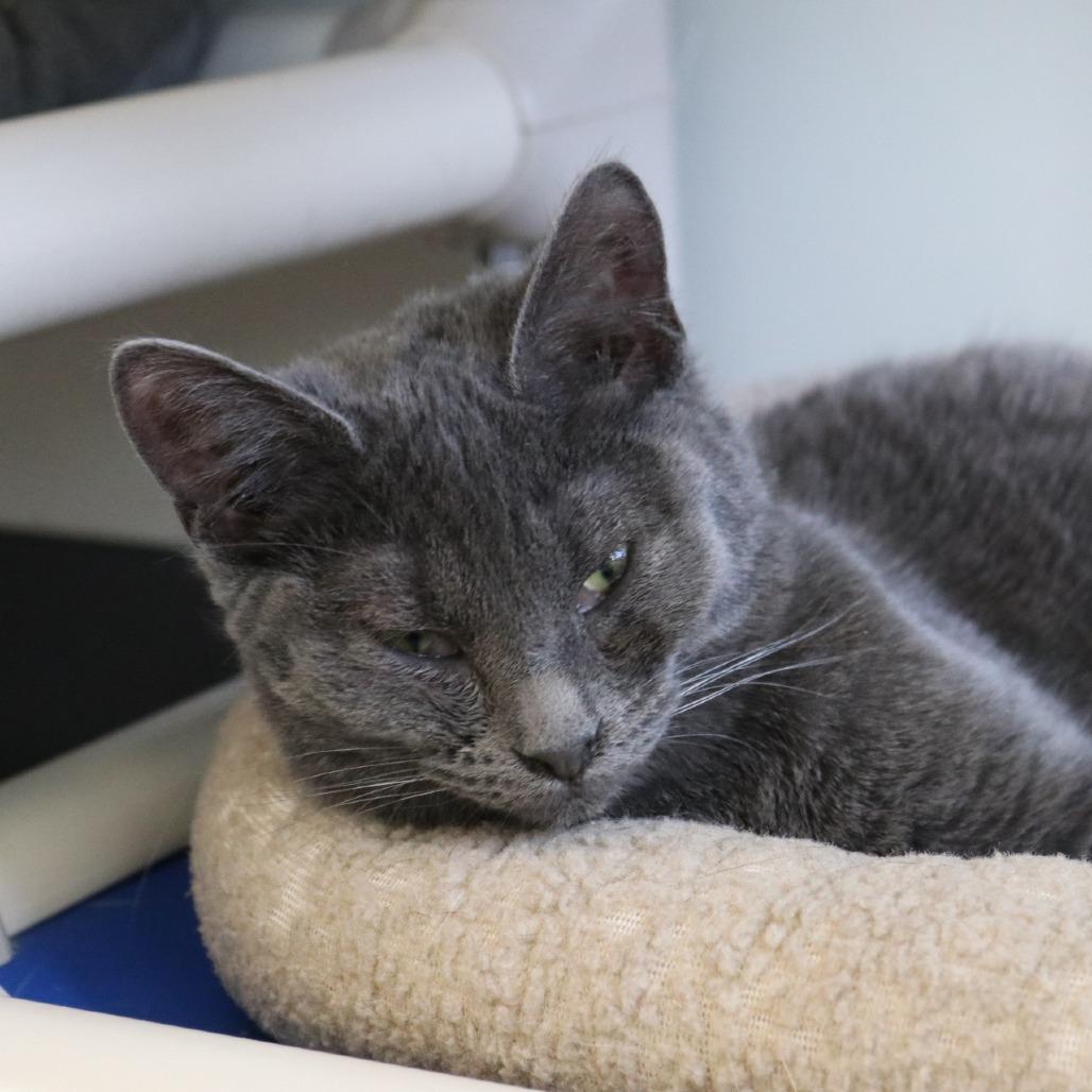 Enlarge Scrappy, a Adoptable Domestic Short Hair in Saint Cloud, MN image 5/6