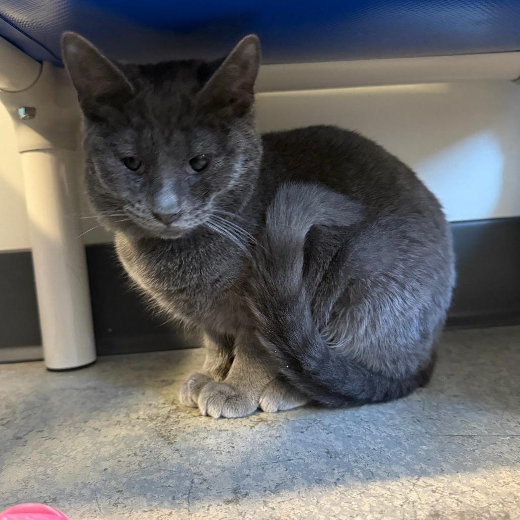 Enlarge Scrappy, a Adoptable Domestic Short Hair in Saint Cloud, MN image 6/6