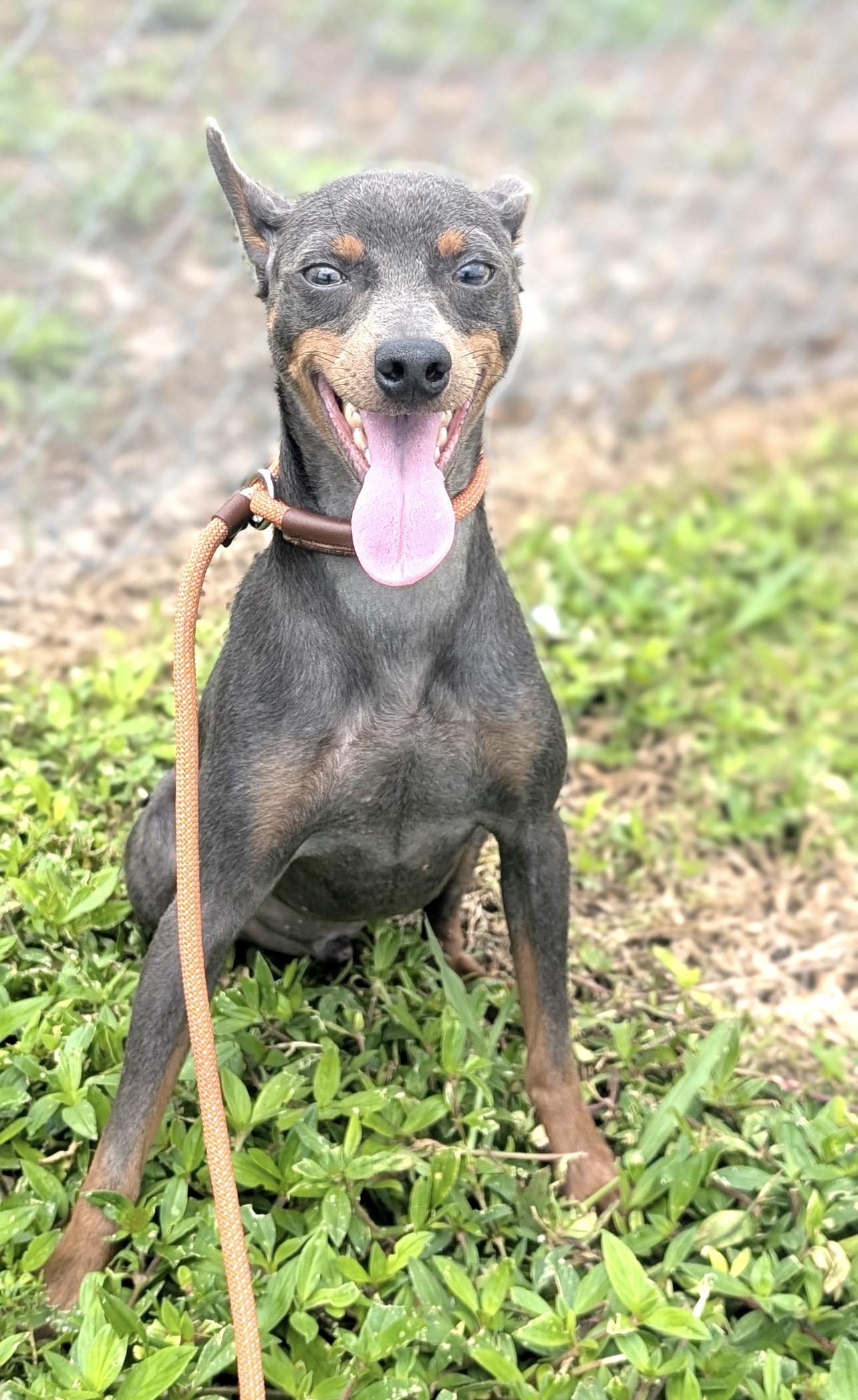Skittles, Adopted, Young Male Miniature Pinscher.