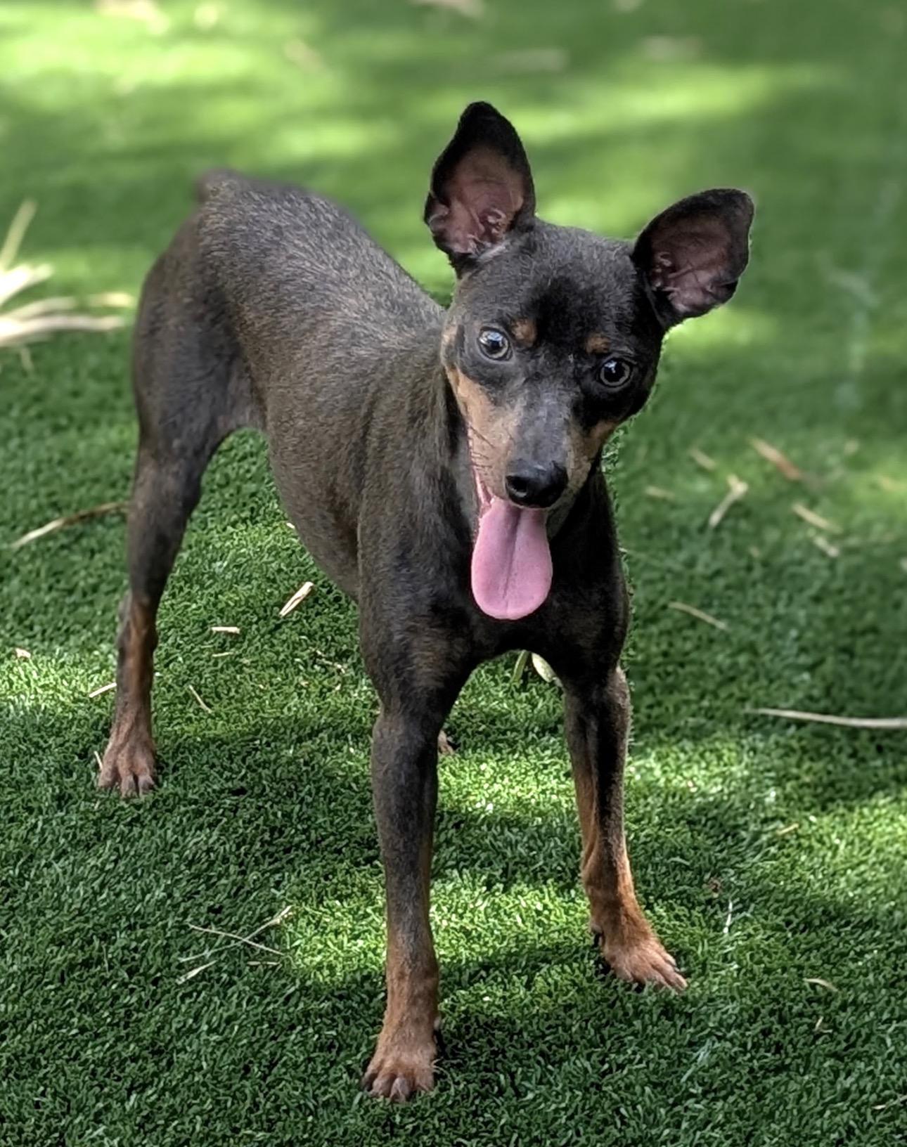 Enlarge Skittles, a Adopted Miniature Pinscher in St. Petersburg, FL image 2/4