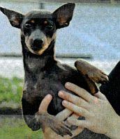 Enlarge Skittles, a Adopted Miniature Pinscher in St. Petersburg, FL image 3/4