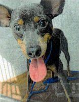 Enlarge Skittles, a Adopted Miniature Pinscher in St. Petersburg, FL image 4/4