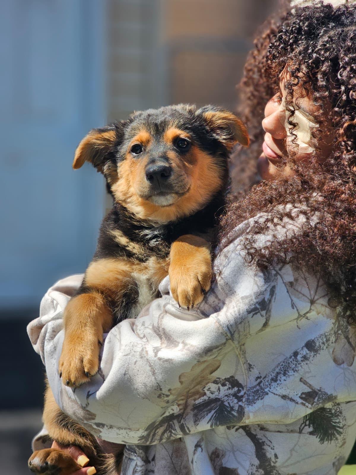 Enlarge KODA, a ADOPTABLE mixed breed in Annandale, VA image 2/3