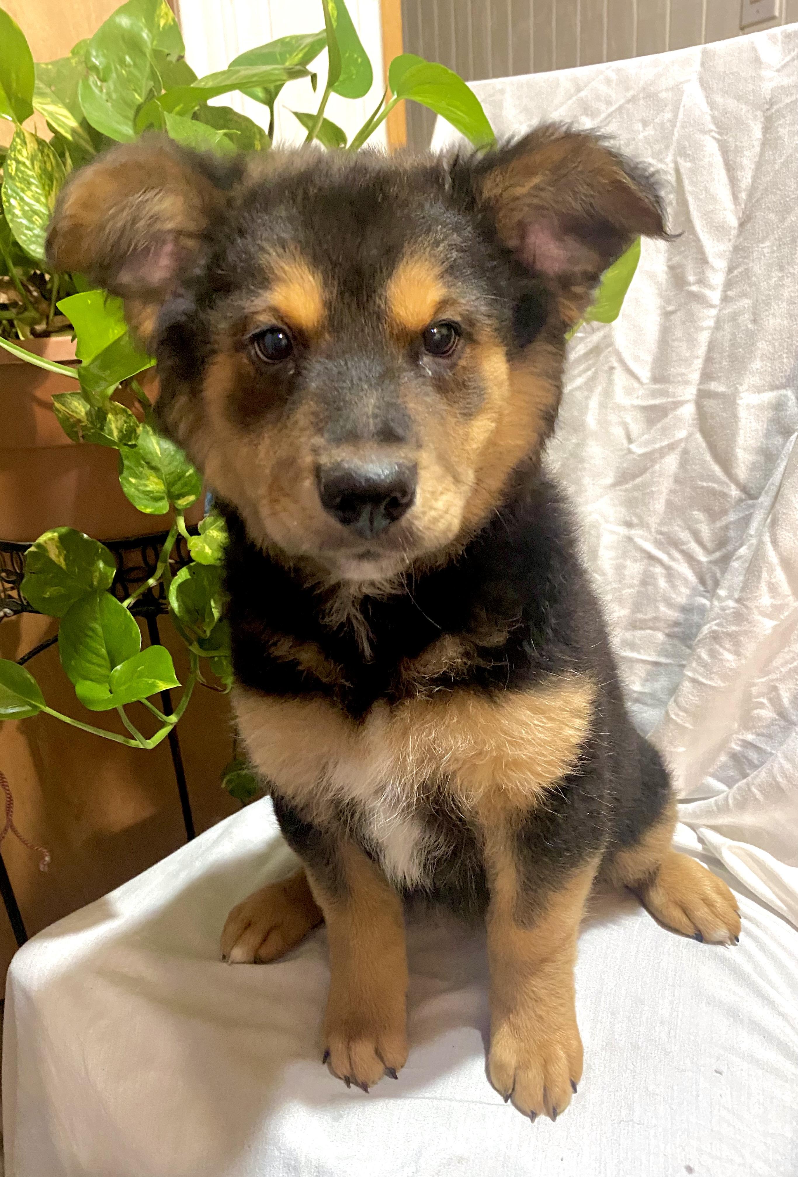 Enlarge KODA, a ADOPTABLE mixed breed in Annandale, VA image 3/3