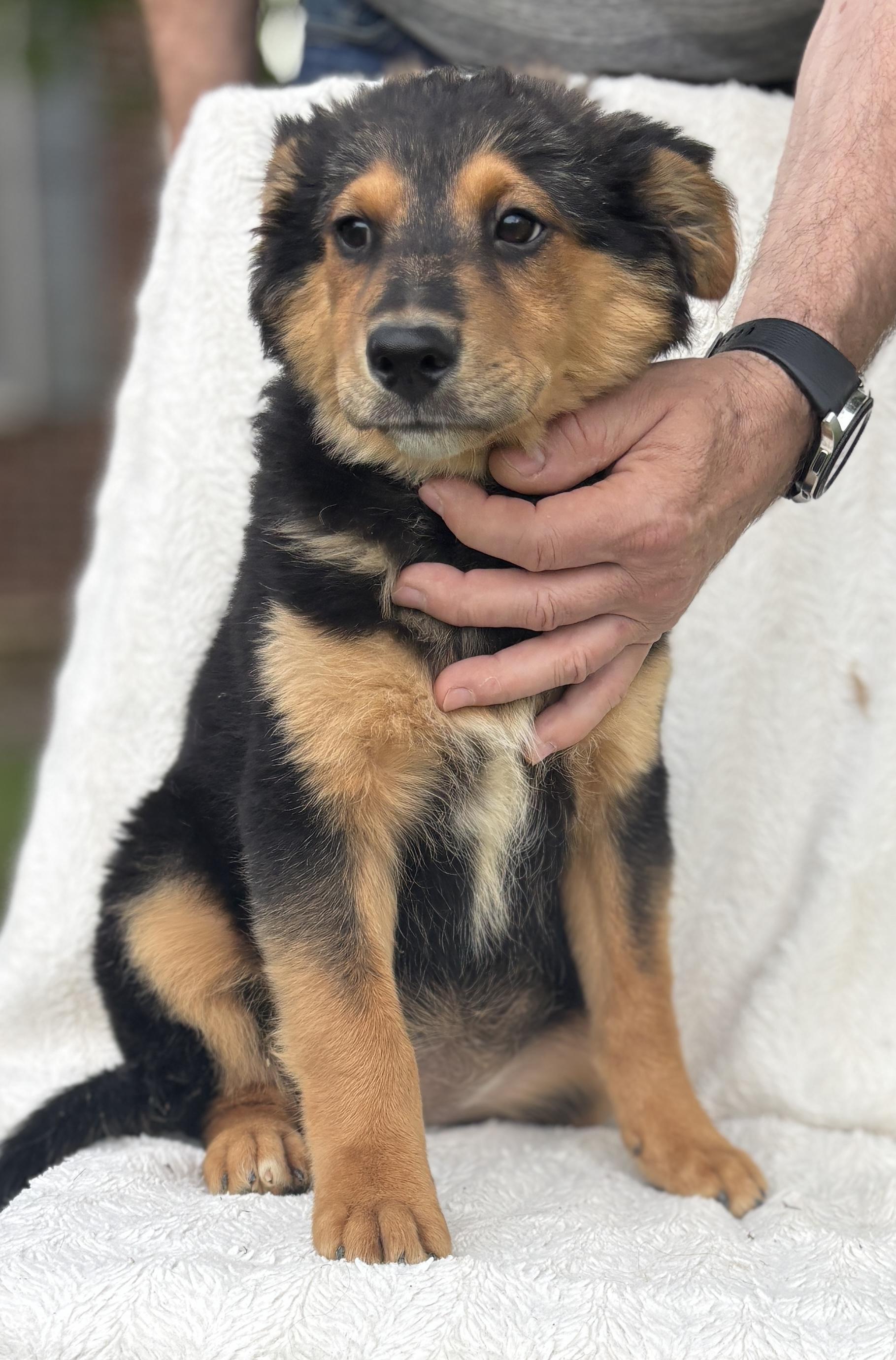 Enlarge KODA, a ADOPTABLE mixed breed in Annandale, VA image 1/3