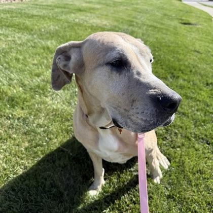 Enlarge Coco, a Adoptable mixed breed in Merriam, KS image 1/3
