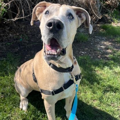 Enlarge Coco, a Adoptable mixed breed in Merriam, KS image 2/3