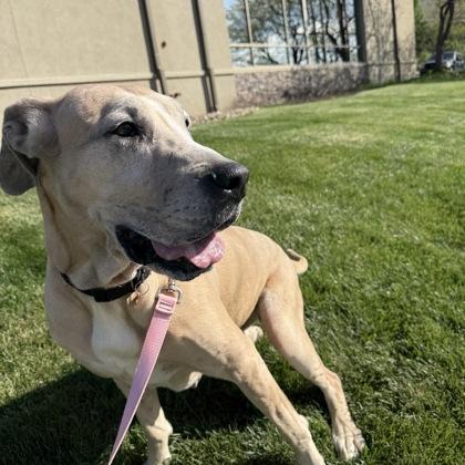 Enlarge Coco, a Adoptable mixed breed in Merriam, KS image 3/3