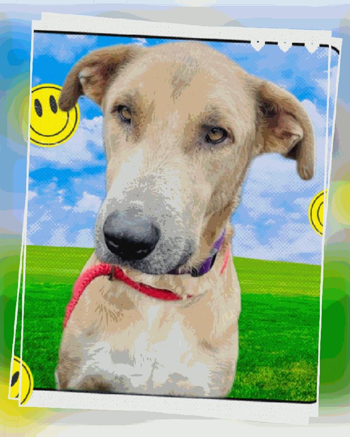 Enlarge Mick aka Boss, a Adoptable mixed breed in Corpus Christi, TX image 1/3