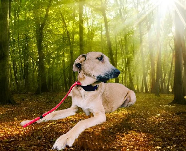 Enlarge Mick aka Boss, a Adoptable mixed breed in Corpus Christi, TX image 2/3