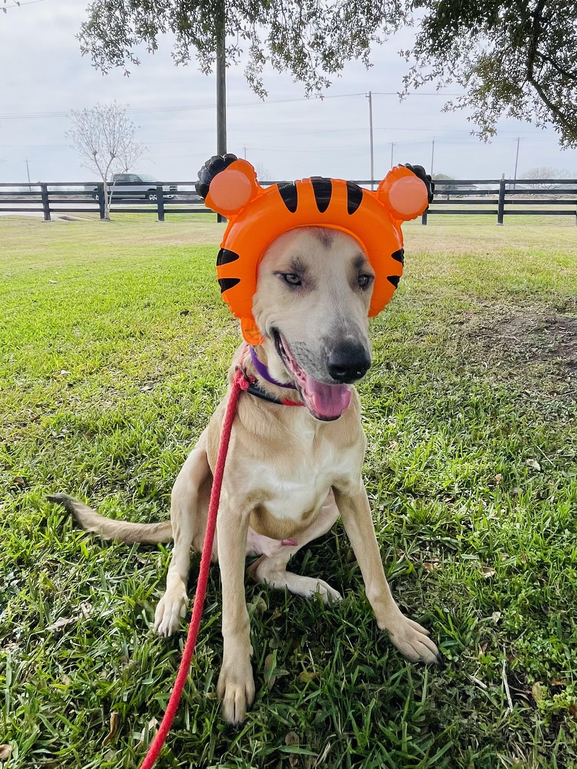 Enlarge Mick aka Boss, a Adoptable mixed breed in Corpus Christi, TX image 3/3