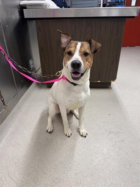 Enlarge HARLOW JAMES, a Adoptable mixed breed in Fairbanks, AK image 1/1