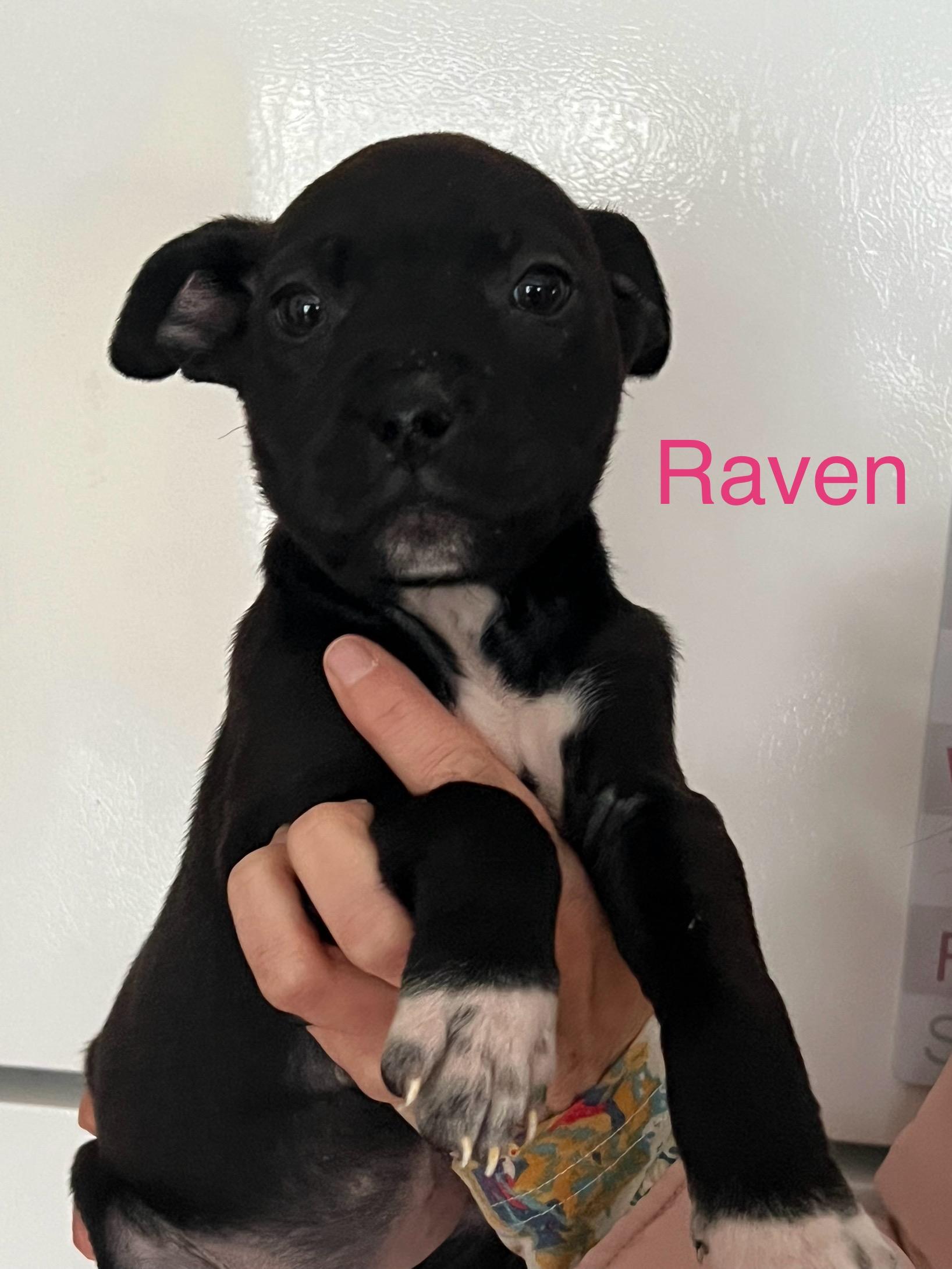 Enlarge Raven, a ADOPTABLE mixed breed in Davisburg, MI image 1/1