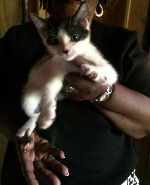 Bandit, a Adoptable Domestic Short Hair in Westfield, NJ image 2/4