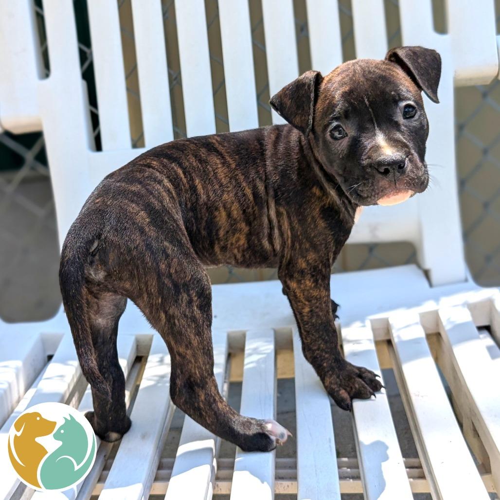 Dos, Adoptable, Puppy Male Pit Bull Terrier.