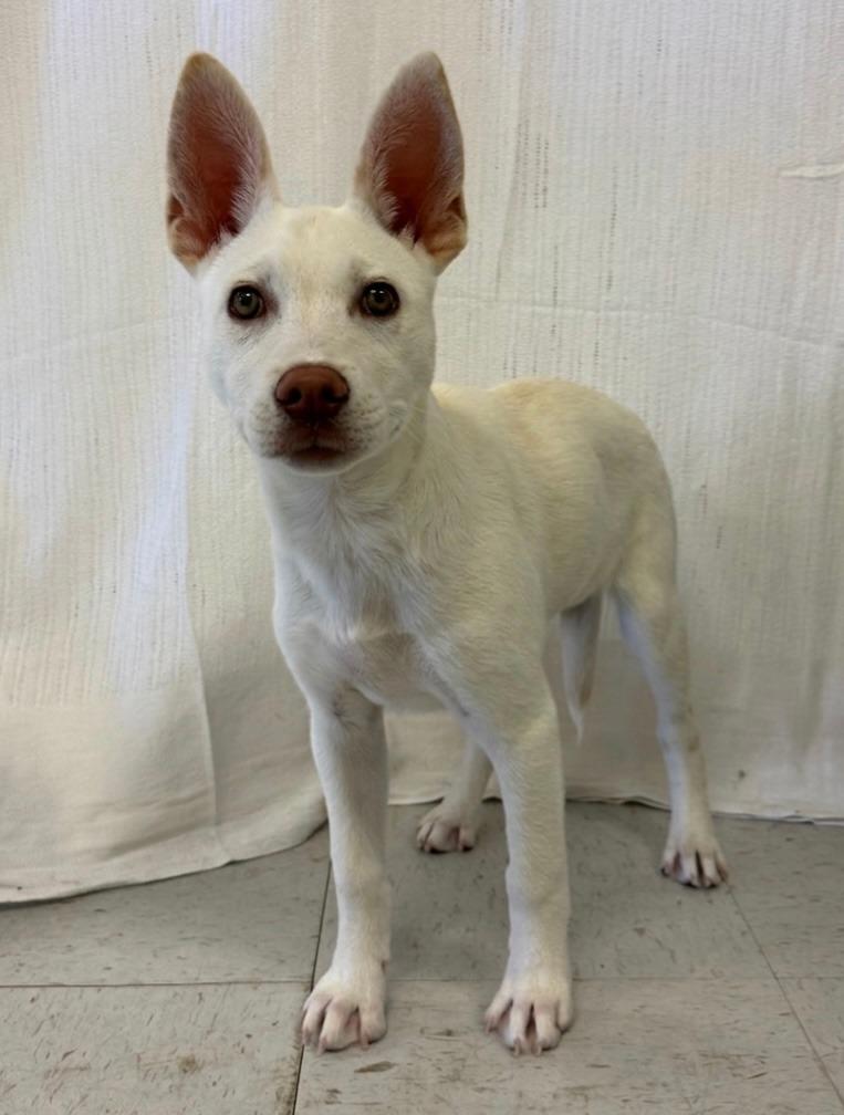Hermoine, Adoptable, Puppy Female Husky & Mixed Breed.