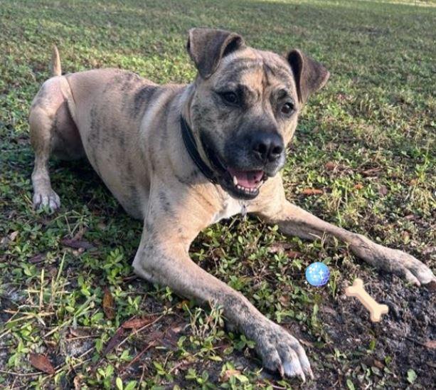 Enlarge Stanley, a Adoptable Mixed Breed in Palm Harbor, FL image 2/4