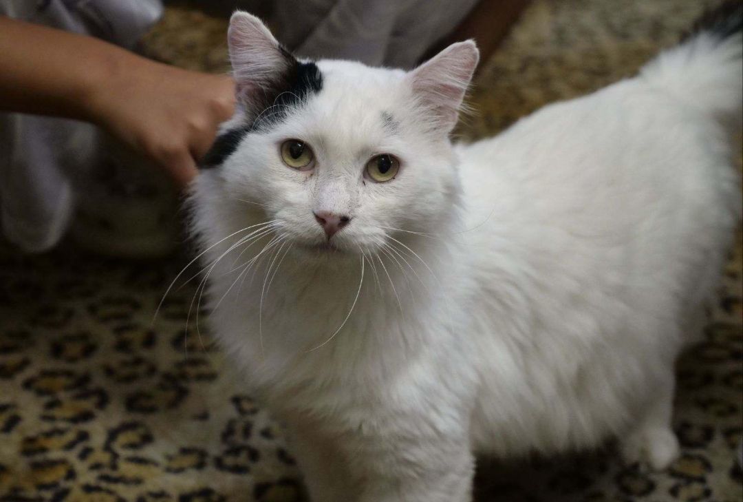 Rio: The Playful and Elegant Turkish Van Who Will Steal Your Heart!, a Adoptable Turkish Van in Tustin, CA image 2/3