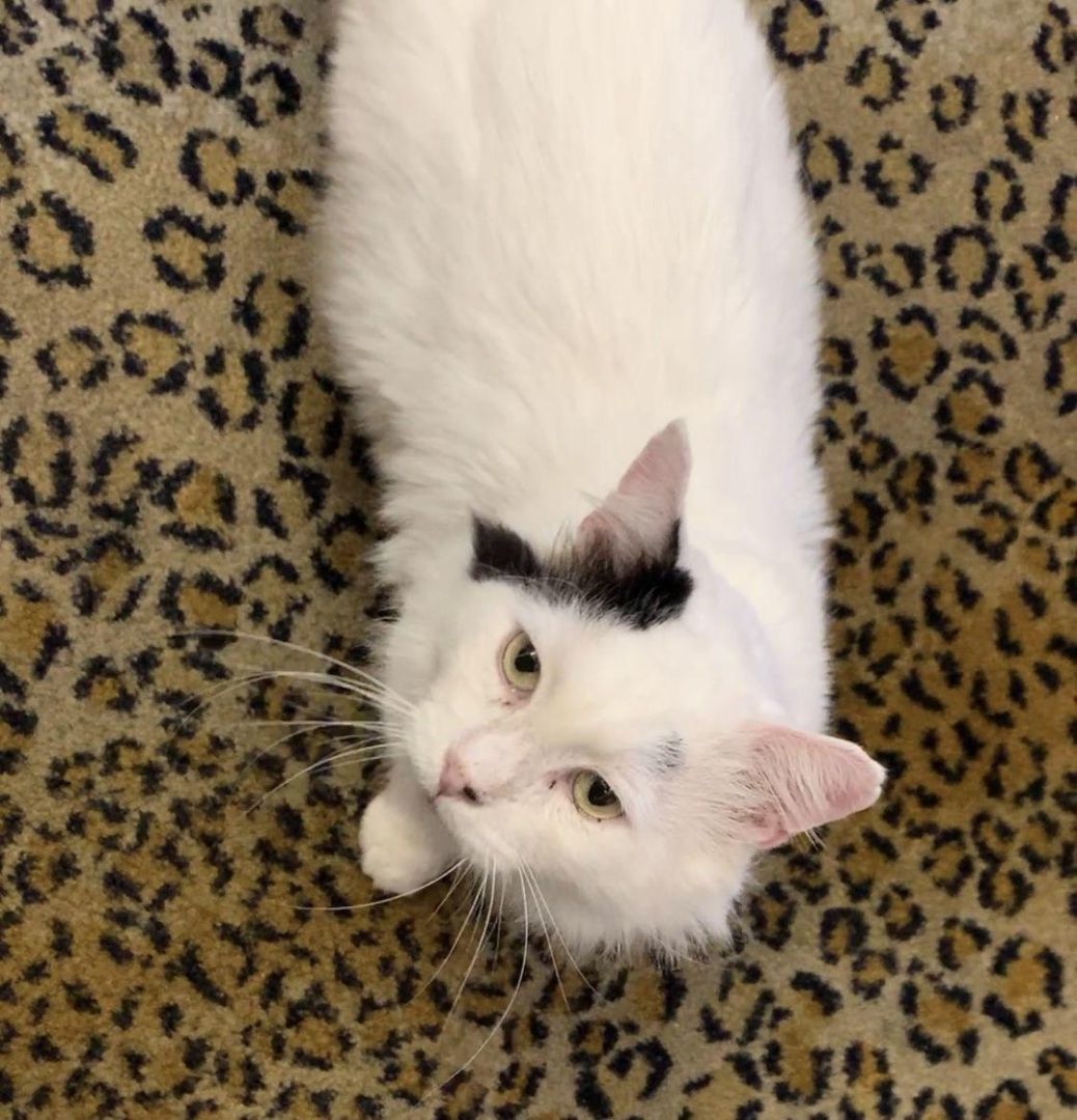 Rio: The Playful and Elegant Turkish Van Who Will Steal Your Heart!