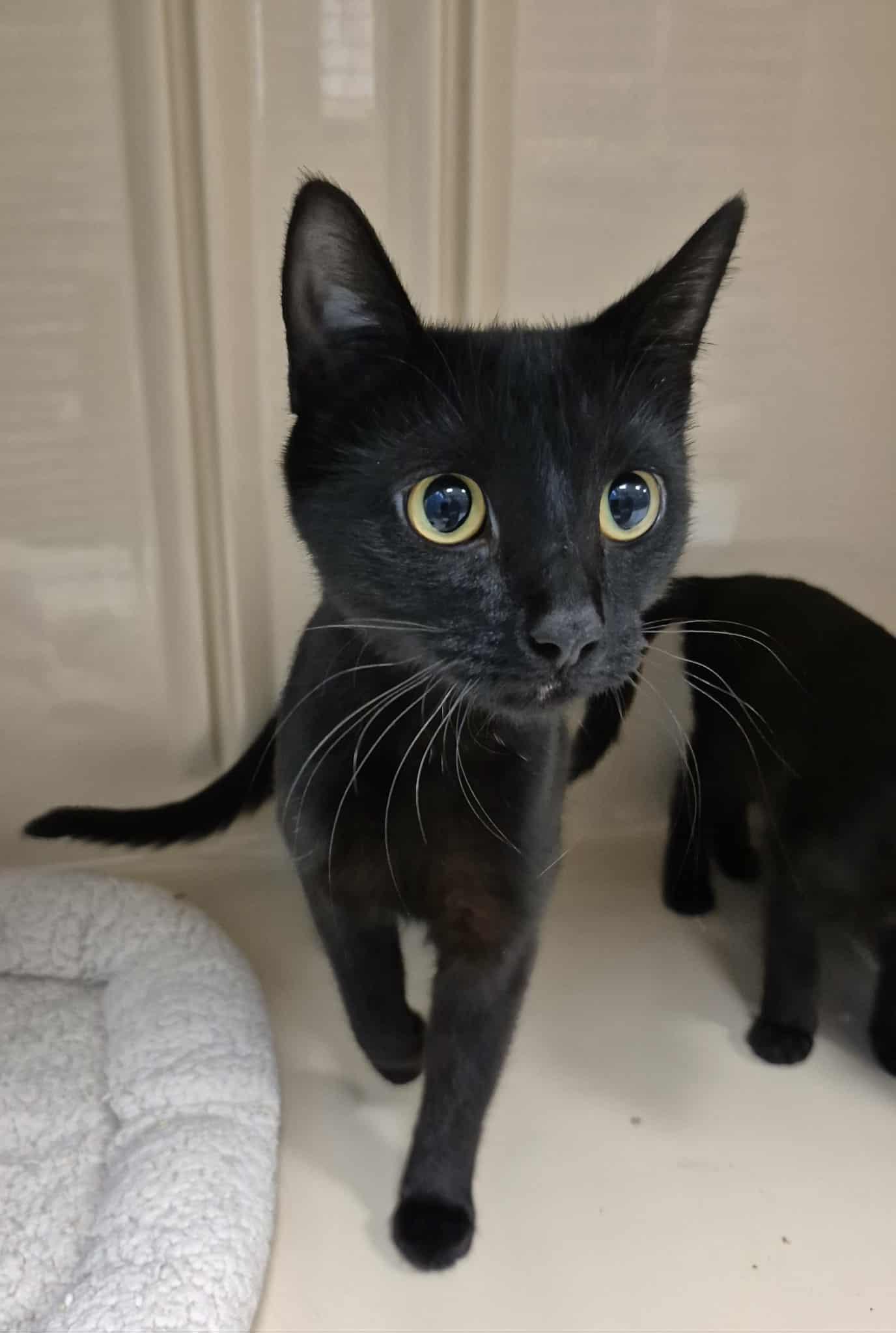 Pickles, ADOPTABLE, Adult Female Domestic Short Hair.