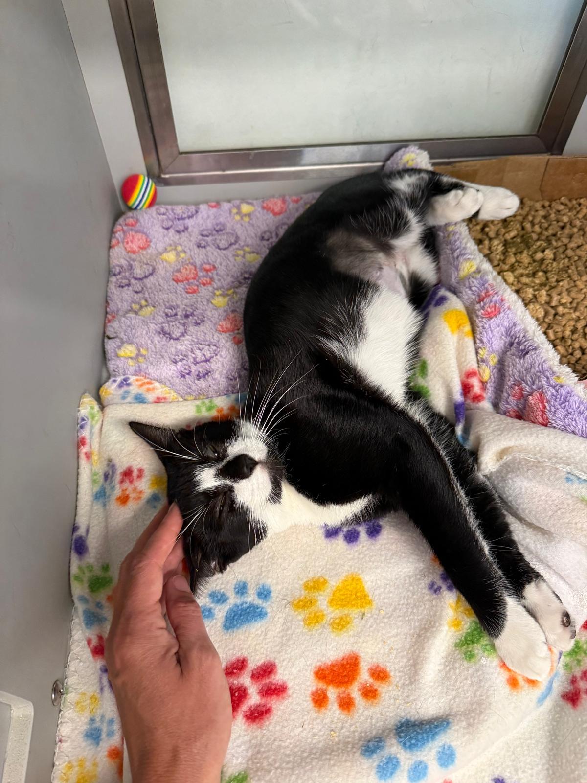 Ember, ADOPTABLE, Kitten Female Domestic Short Hair.