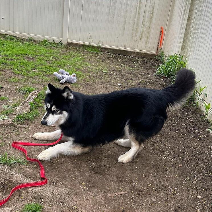 Shakira w/ Alexi *Fee Waived!* See our Video!, Adoptable, Adult Female Husky & Alaskan Malamute.