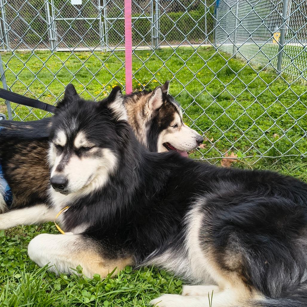 Enlarge Shakira w/ Alexi *Fee Waived!* See our Video!, a Adoptable mixed breed in Springfield, MA image 2/6