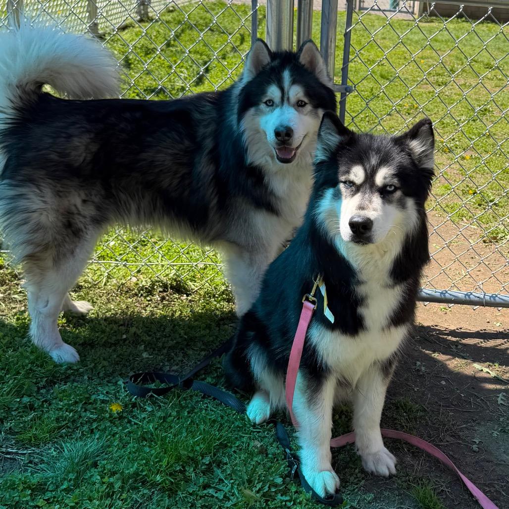 Enlarge Shakira w/ Alexi *Fee Waived!* See our Video!, a Adoptable mixed breed in Springfield, MA image 3/6