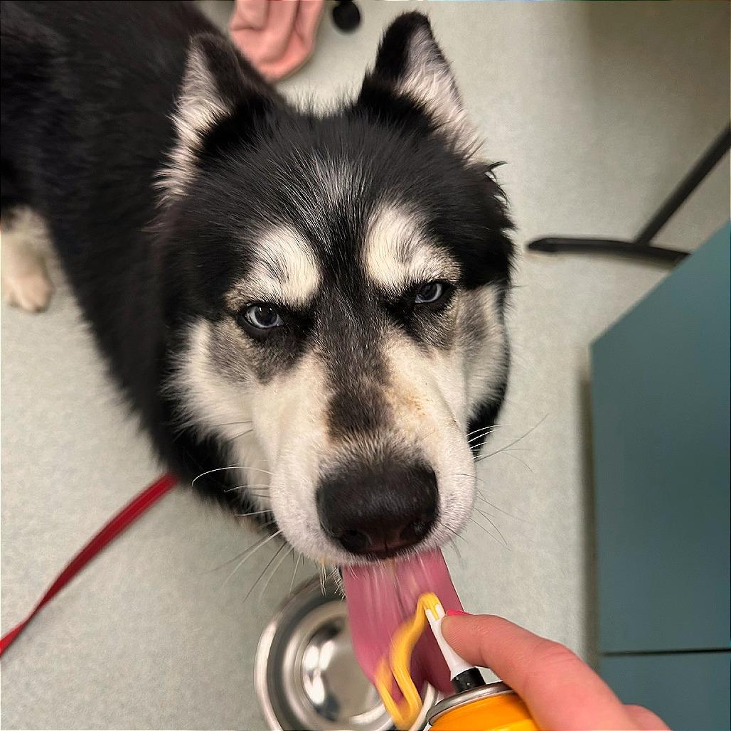 Enlarge Shakira w/ Alexi *Fee Waived!* See our Video!, a Adoptable mixed breed in Springfield, MA image 4/6