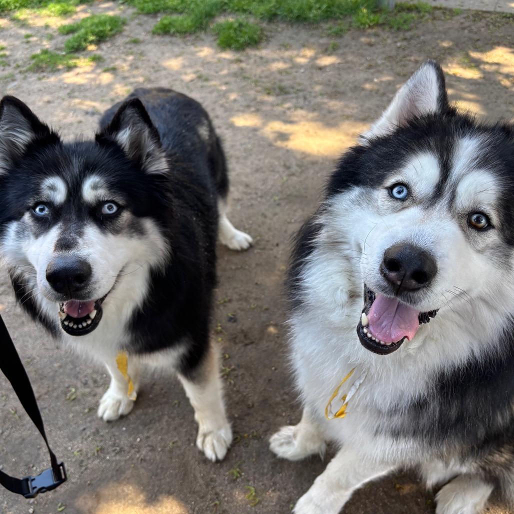 Enlarge Shakira w/ Alexi *Fee Waived!* See our Video! - In foster, a Adoptable mixed breed in Springfield, MA image 2/4